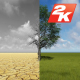 Dry and Green Tree - VideoHive Item for Sale