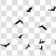 Seagulls Silhouette - 2 - VideoHive Item for Sale