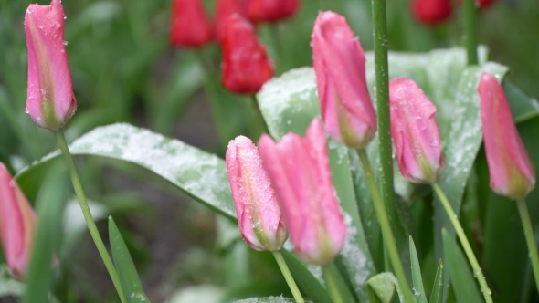 Contrast Concept. Flowers and Snow. Winter and Summer. Heat and Cold alt