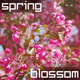 Spring Blossom Nature Background - VideoHive Item for Sale