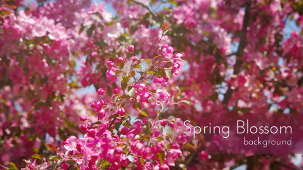 Spring Blossom Nature Background