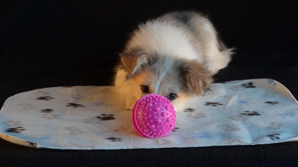 Puppy and Pink Ball