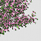Branch Of A Blossoming Tree - VideoHive Item for Sale