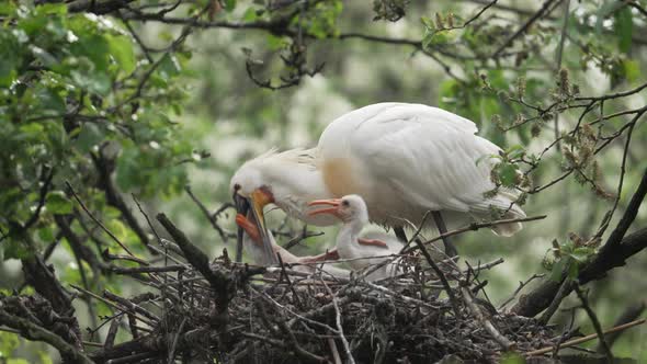 Adult Eurasian Spoonbill feeding chics in nest; birdwatching in nature alt
