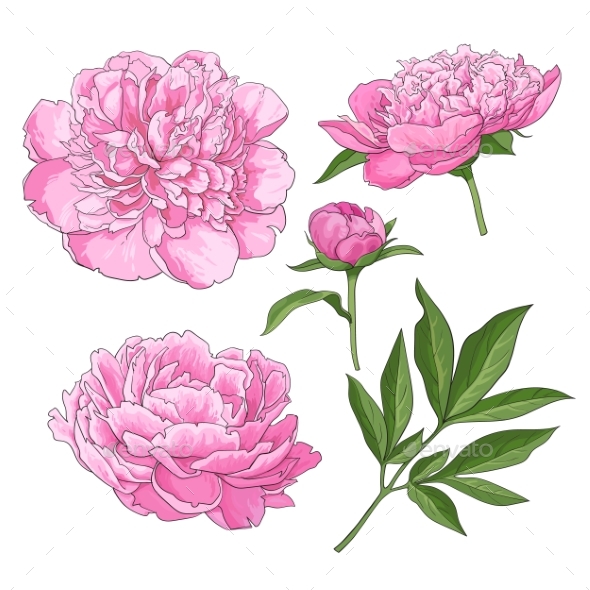 Peony Flowers - Flowers & Plants Nature