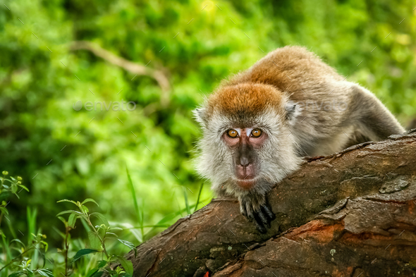 Indonesian Macaque monkey - Stock Photo - Images