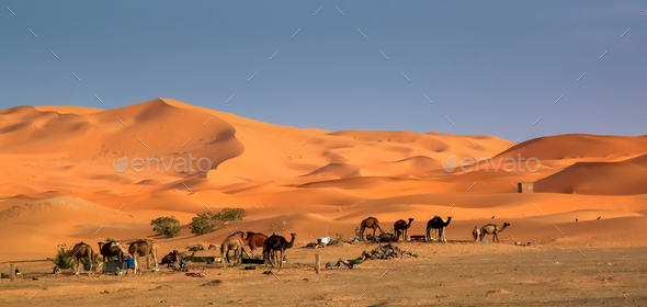 Camels at the dunes