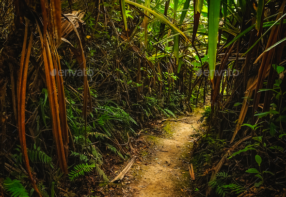 Jungle path in Sumatra