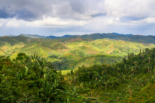 Rainforest of Madagascar - Stock Photo - Images