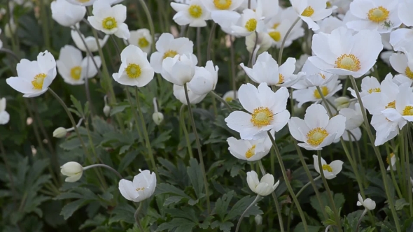 Anemones Bloom in the Spring