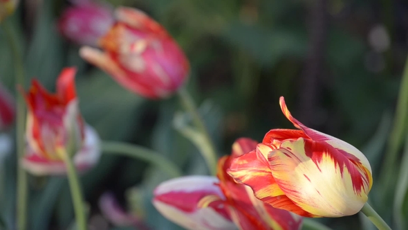 Different Blooming Tulips.