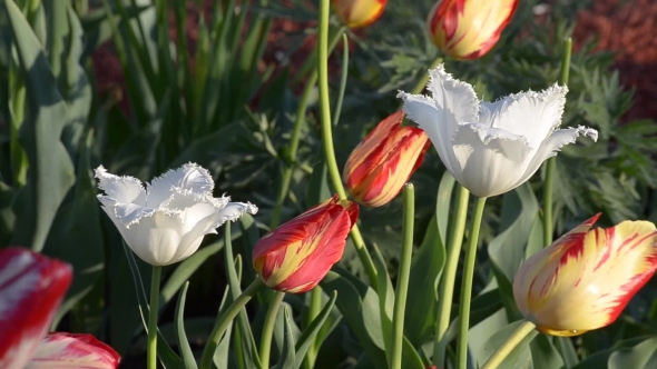 Different Blooming Tulips.