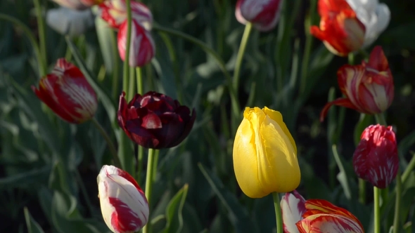 Different Blooming Tulips.