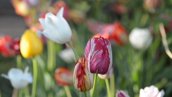 Different Blooming Tulips.
