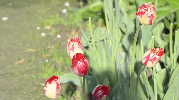 Tulip Blooms in Spring.