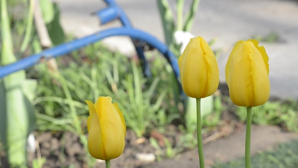 Tulip Blooms in Spring.