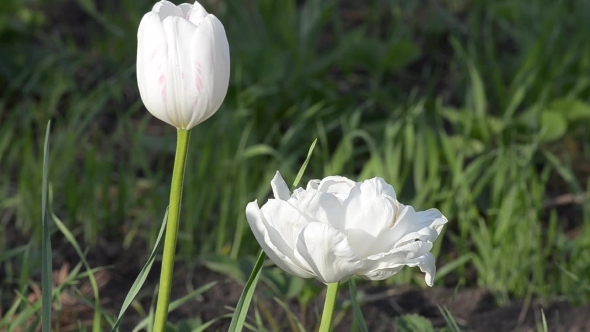 Tulip Blooms in Spring.