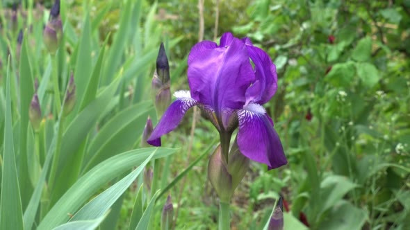 Blooming Iris in the Garden in Spring