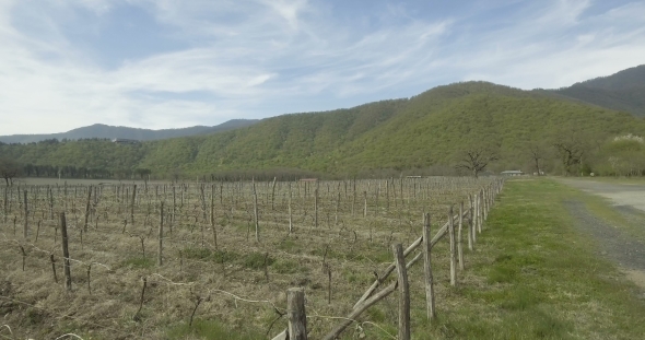 Vineyard With Rows Of Grapes alt