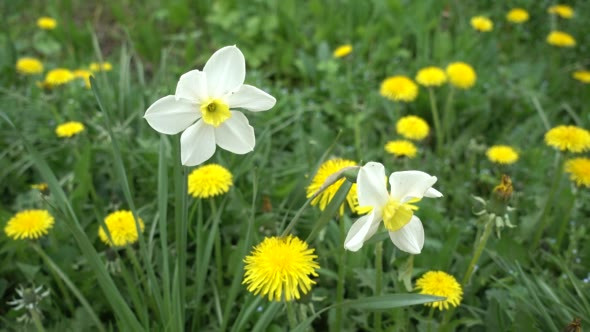 Spring Daffodils and Dandelions