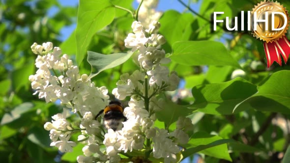 Yellow-Black Bumblebee Sits on the Flowers