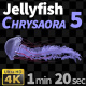 Jellyfish Chrysaora 5 - VideoHive Item for Sale