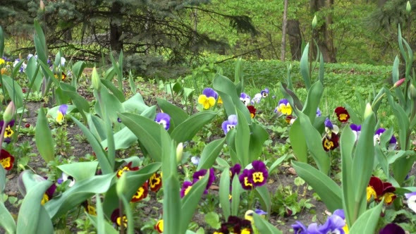 Flowers Sway in the Wind in the Park