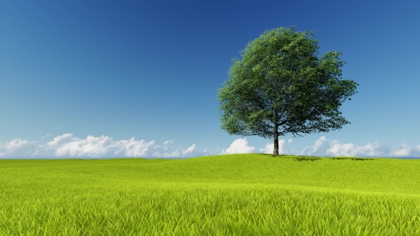 Tree and Lawn on a Background of Clear Sky, Motion Graphics | VideoHive