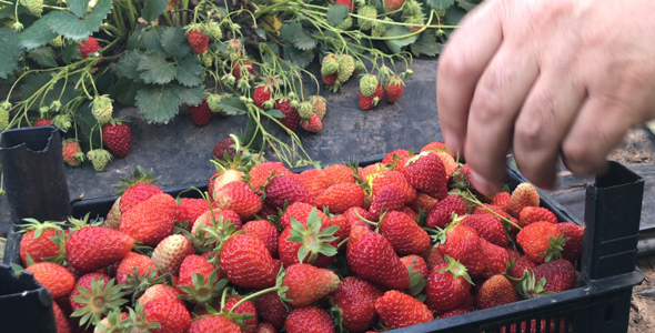 Strawberries, Stock Footage | VideoHive