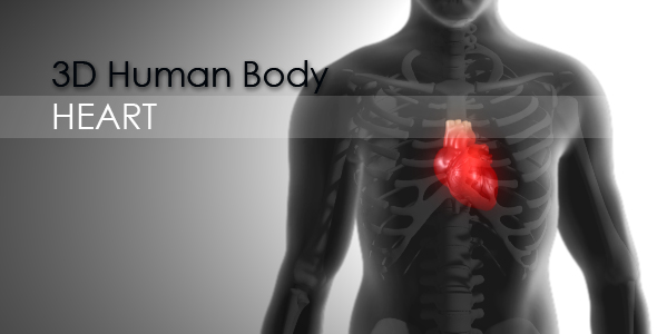 3d Human Body - Heart alt