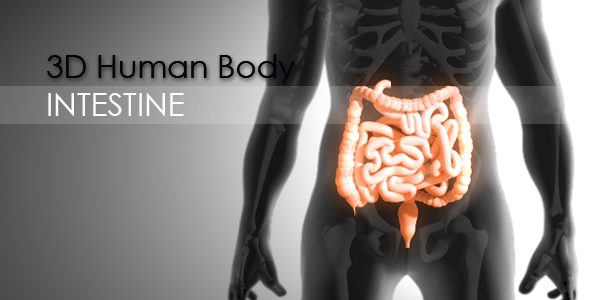 3d Human Body - Intestine alt