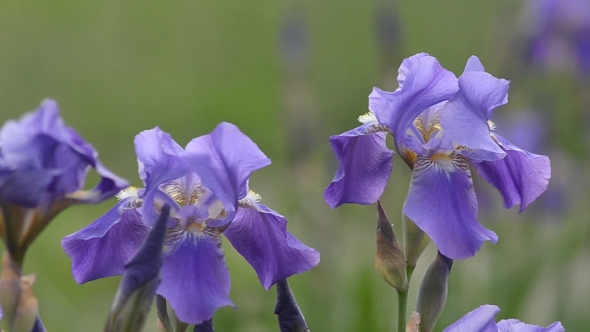 In Nature, Blooming Irises