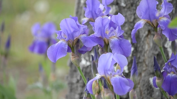 In Nature, Blooming Irises