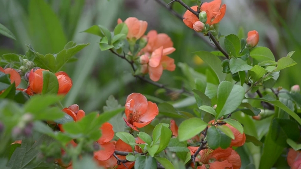 Flowering Japanese Quince