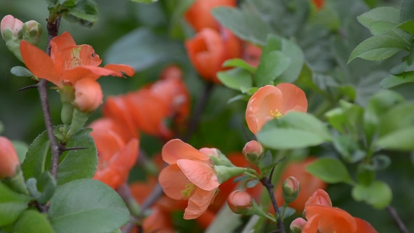 Flowering Japanese Quince alt