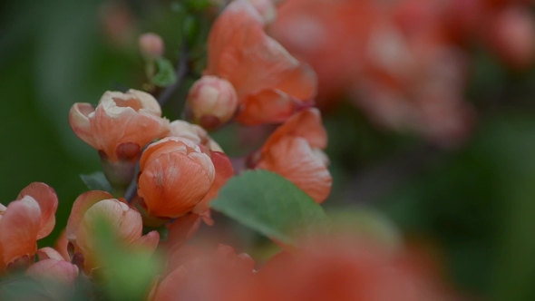 Flowering Japanese Quince