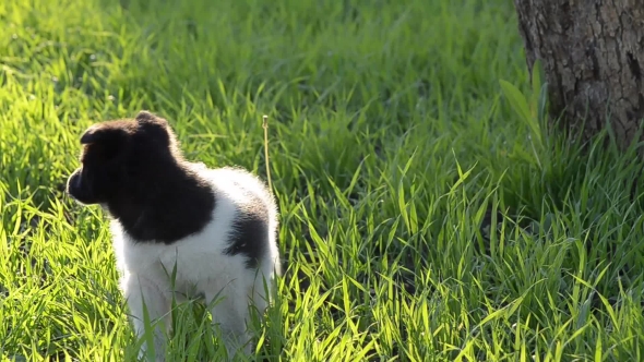 Little Pup, Walking in the Grass
