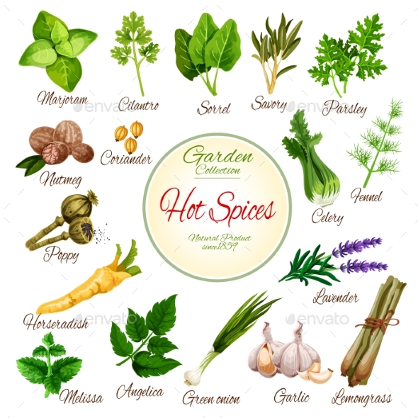 Hot Spices, Herbs and Vegetable Greens Poster - Food Objects