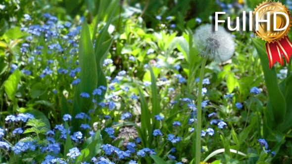 Lonely Dandelion Surrounded by Forget-Me-Nots