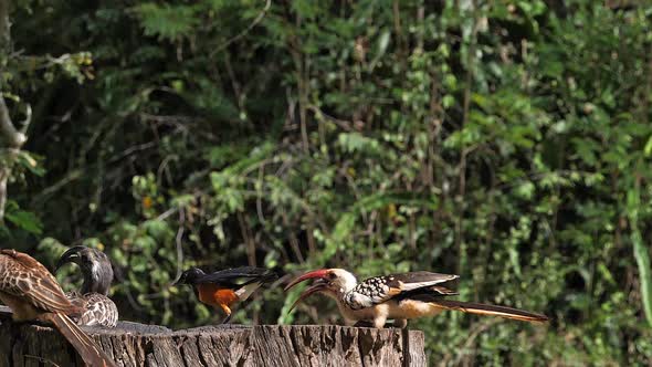 980245 Birds at the Feeder, Superb Starling, Red-billed Hornbill, African Grey Hornbill, Group in fl alt