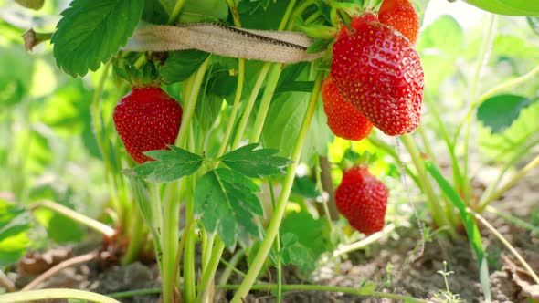 Ripe organic strawberry bush in the garden close up