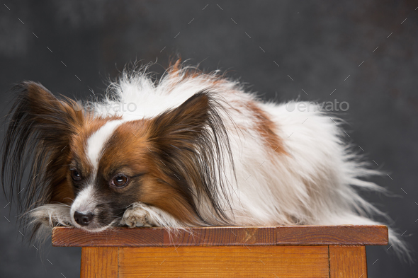 Studio portrait of a small yawning puppy Papillon - Stock Photo - Images