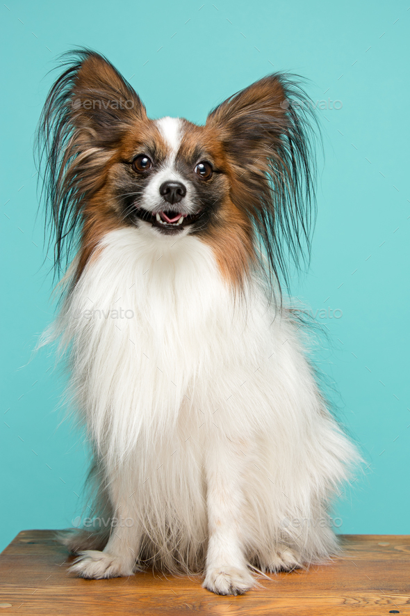 small papillon