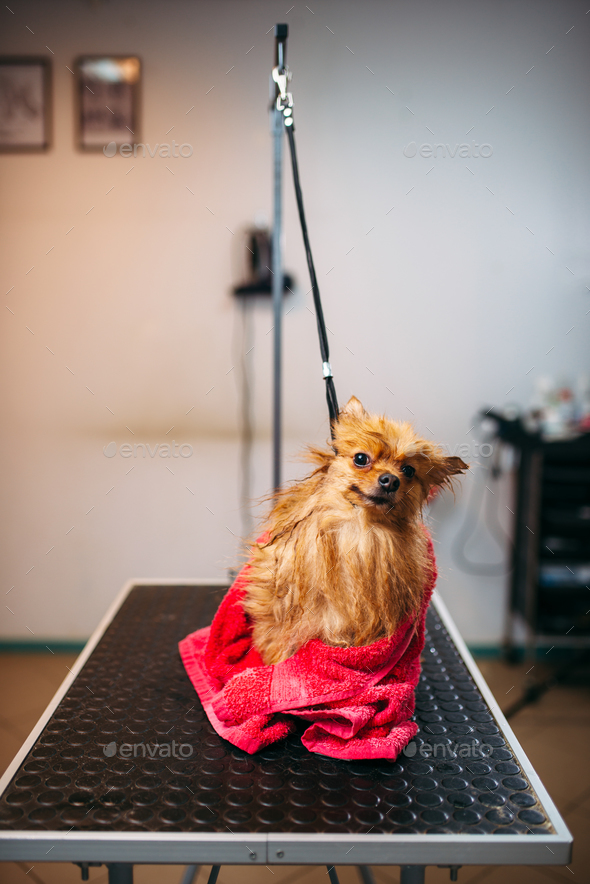 Pet groomer wipes little dog with a towel - Stock Photo - Images