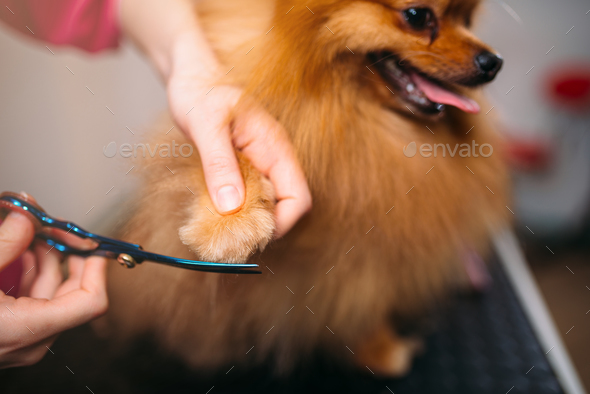 Pet groomer cuts with scissors claws of a dog - Stock Photo - Images