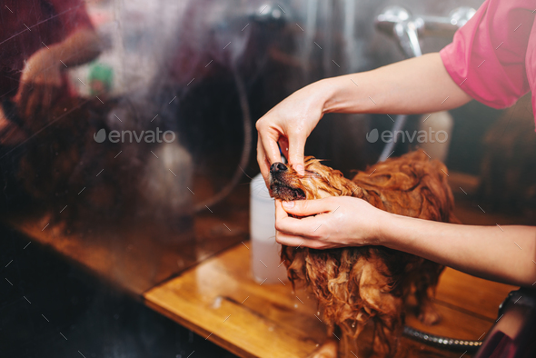 Pet groomer hands, working with little dog - Stock Photo - Images