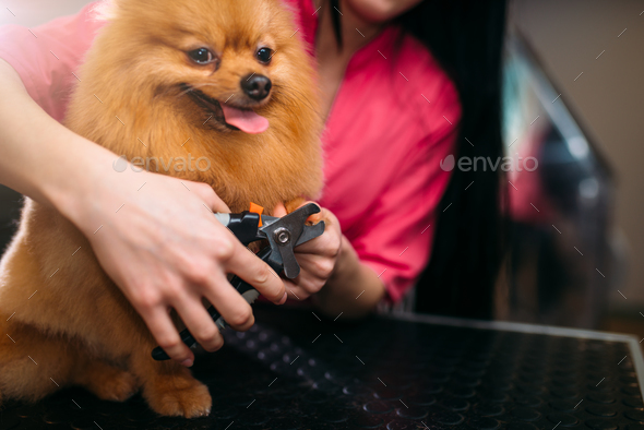 Pet groomer hands cuts with clippers claws of dog - Stock Photo - Images