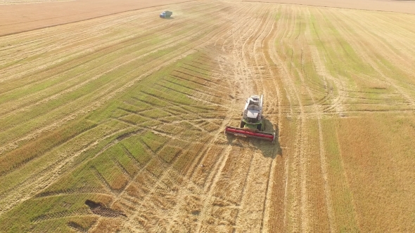 Harvester Working in Field and Mows Wheat