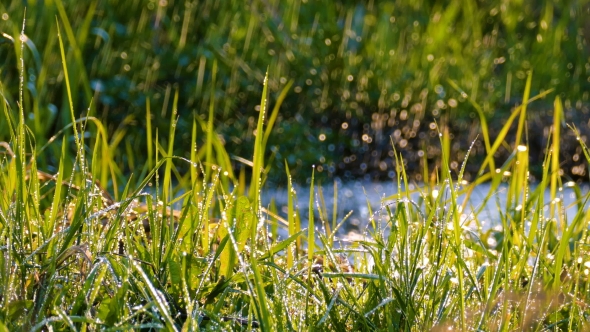 Water Drops Falling on Fresh Green Grass