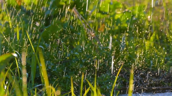 Beautiful Background: Water Drops Falling on Fresh Green Grass